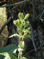 Image of Spalding's Catchfly