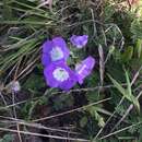 Phacelia patuliflora var. teucriifolia (I. M. Johnst.) Constance resmi