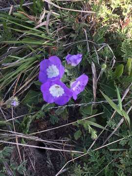 Phacelia patuliflora var. teucriifolia (I. M. Johnst.) Constance resmi