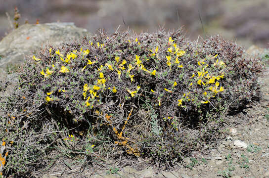 Image of Caragana gerardiana Benth.