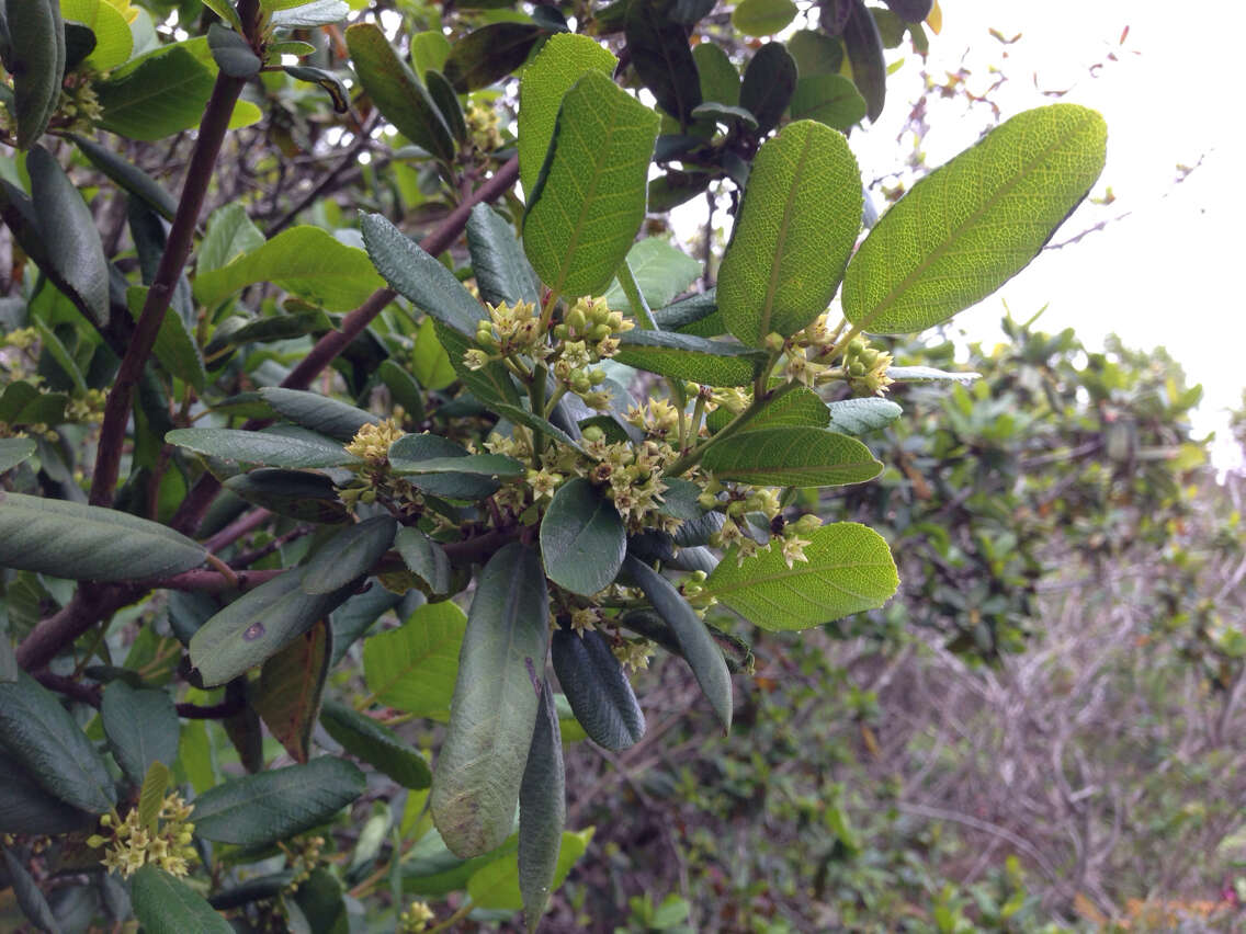 Image de Frangula californica (Eschsch.) A. Gray