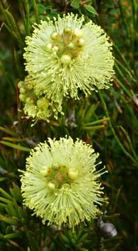 صورة Callistemon pityoides Miq.