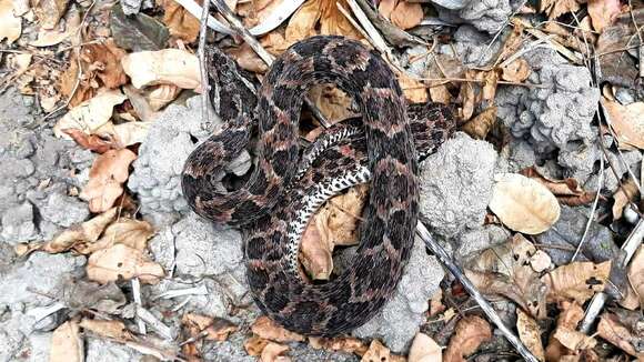 Image of Caatinga Lancehead