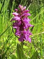 Image of Dactylorhiza cordigera (Fr.) Soó