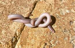 Image of Southern Blind Snake