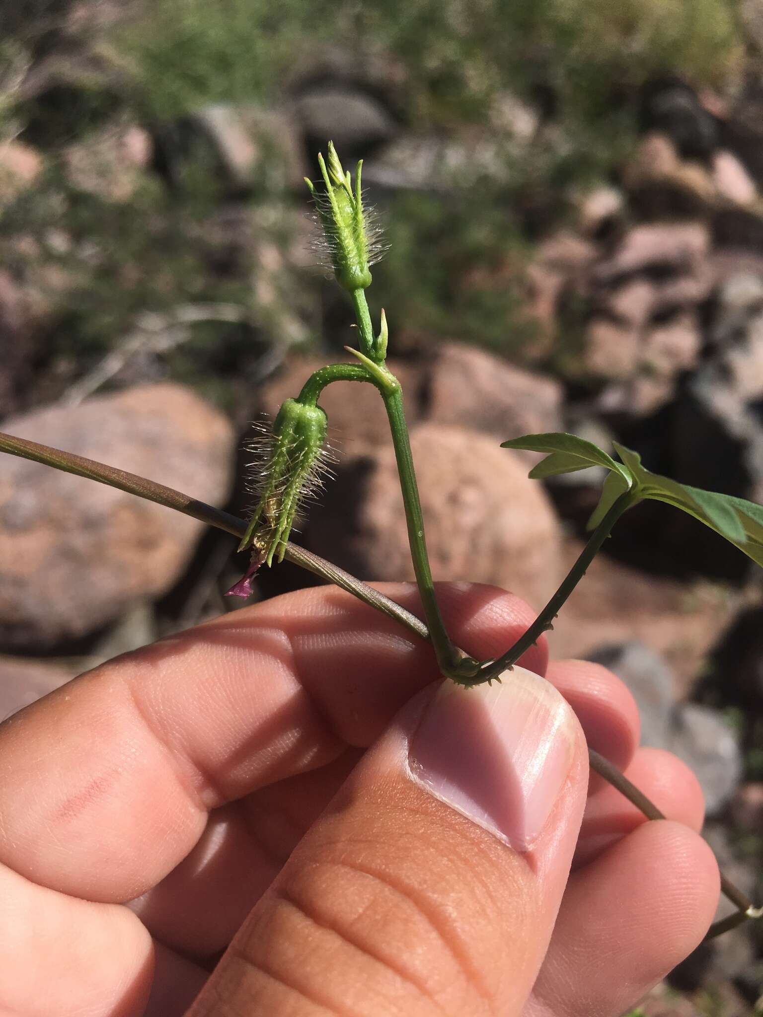 Image de Ipomoea barbatisepala A. Gray