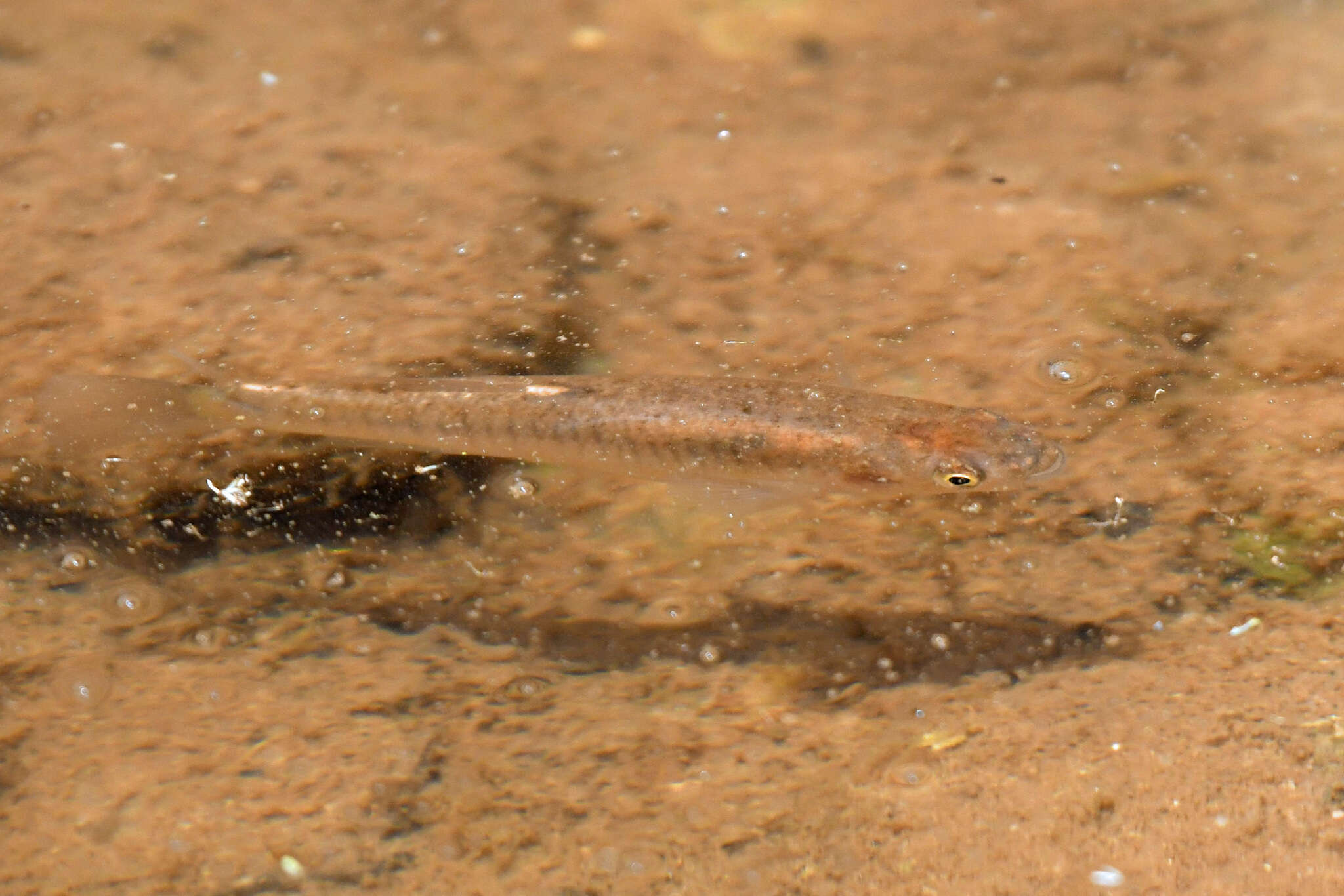 Image of Plains Killifish