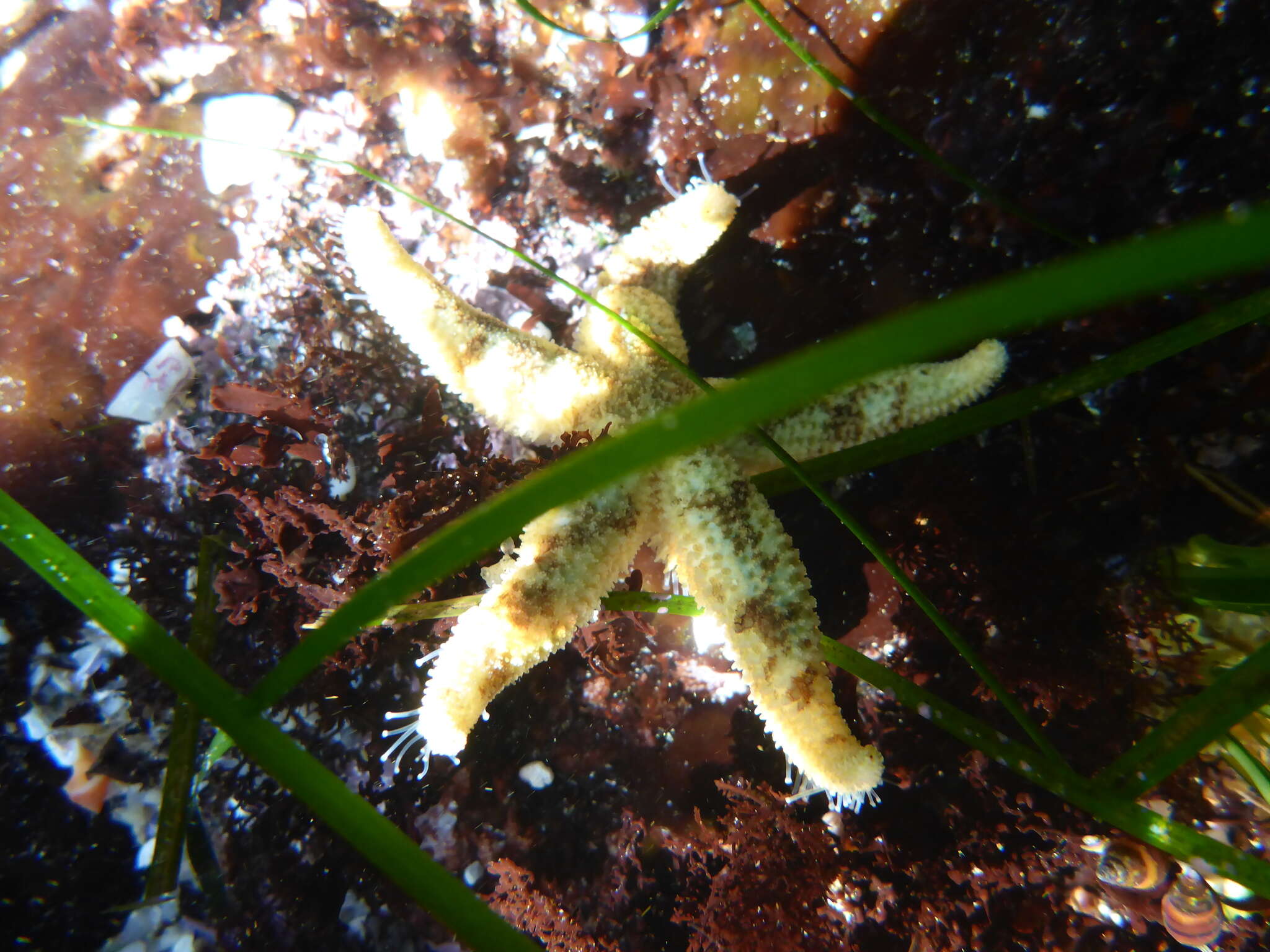 Image de Stylasterias forreri