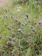 Image of Wahlenbergia capitata (Baker) Thulin