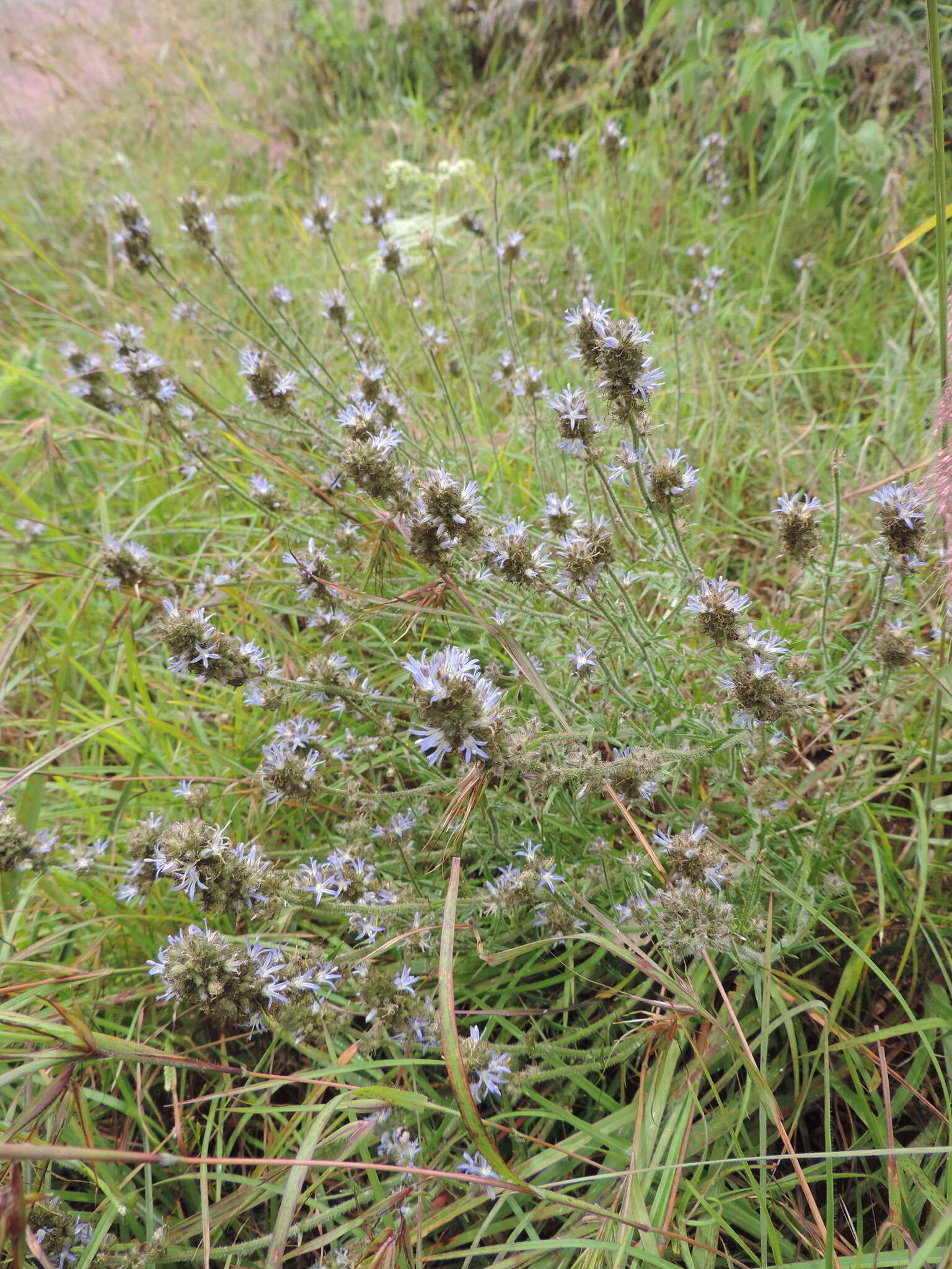 Imagem de Wahlenbergia capitata (Baker) Thulin