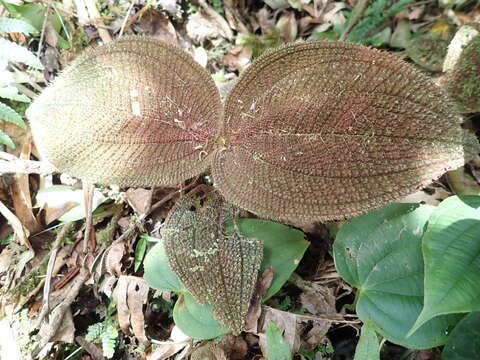 Sivun Miconia spectabilis (Gleason) Michelang. kuva