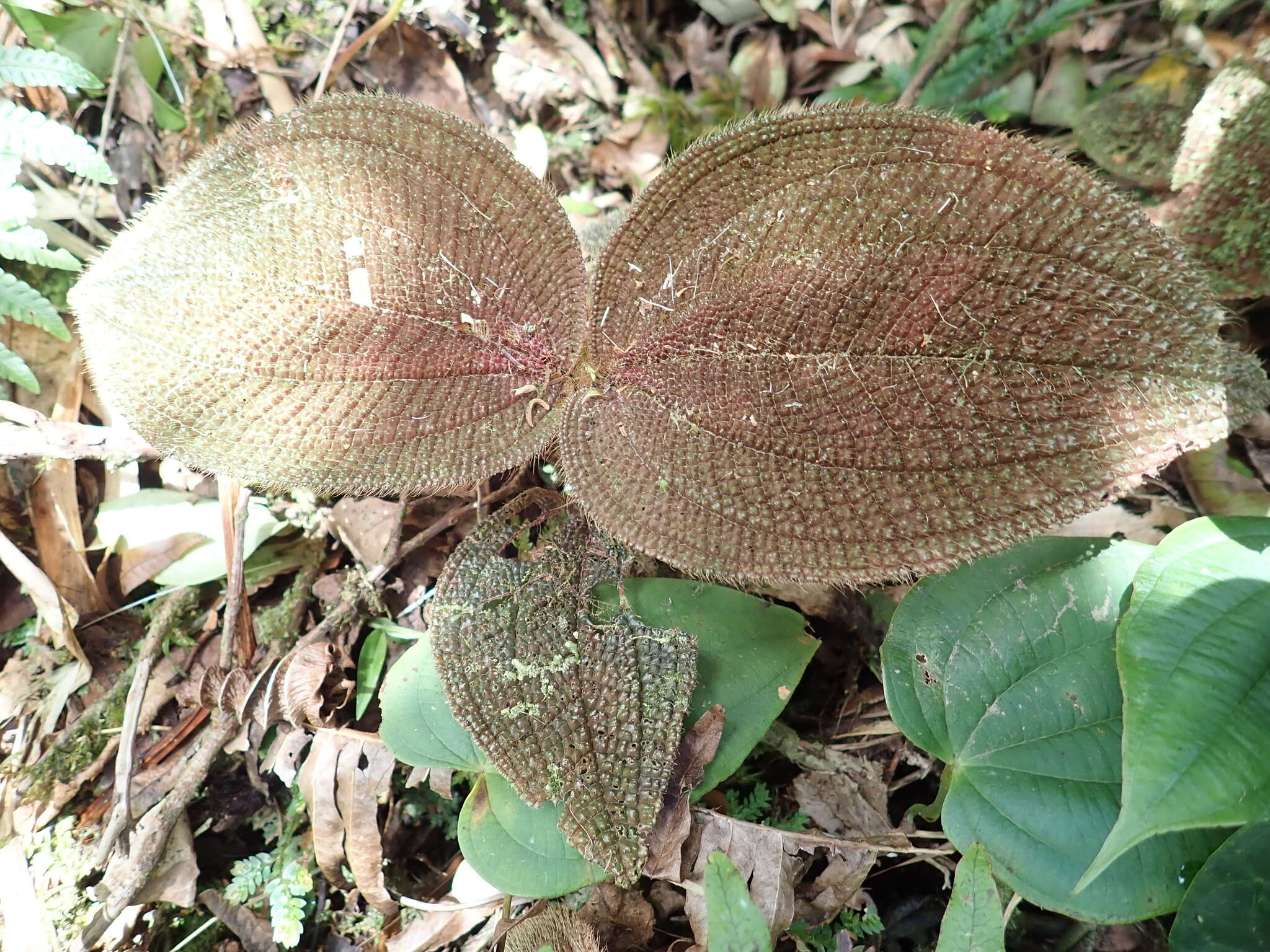 Слика од Miconia spectabilis (Gleason) Michelang.