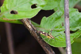 Image of Eretmocera impactella Walker 1864