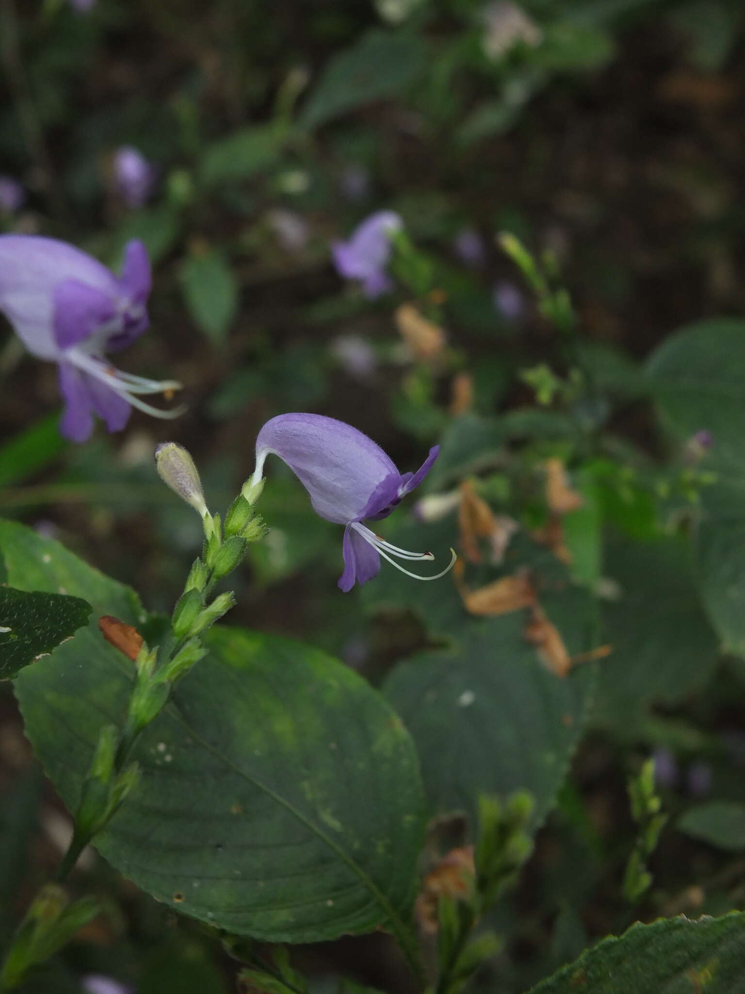 Image of Strobilanthes cordifolia (Vahl) J. R. I. Wood