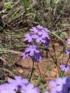 <i>Buchnera longespicata</i> resmi