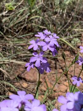 Image of <i>Buchnera longespicata</i>