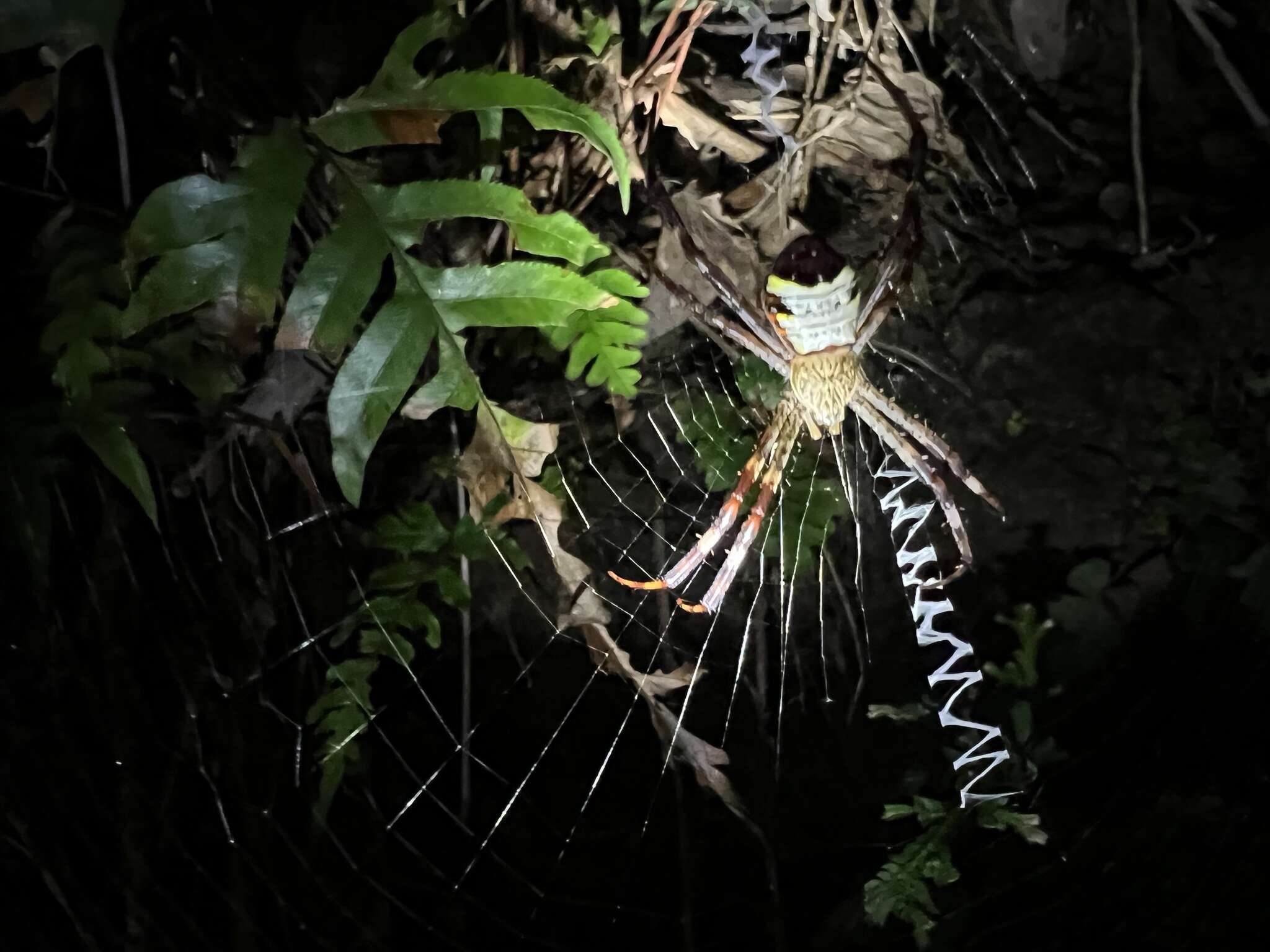 Image of Argiope vietnamensis Ono 2010