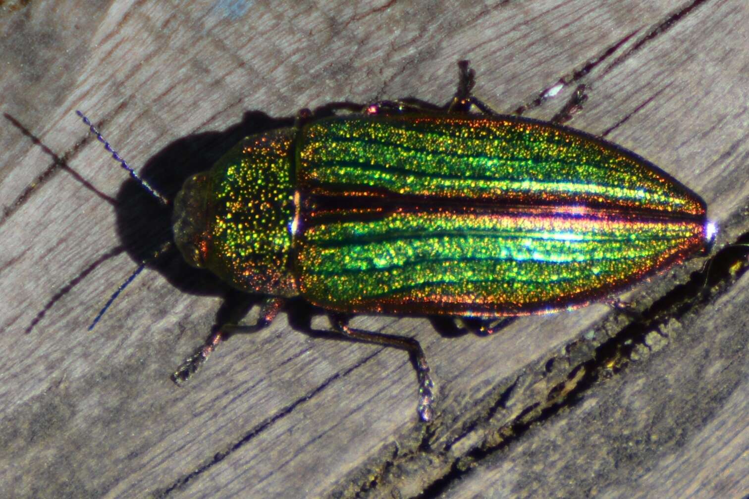 Imagem de Buprestis aurulenta Linnaeus 1767