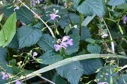 Image de Impatiens furcillata Hemsl. ex Forb. & Hemsl.