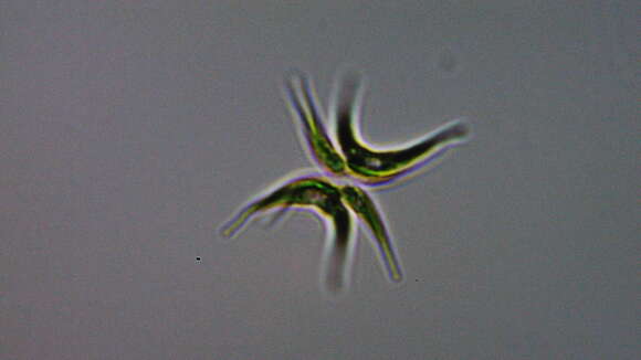 Image of Tetradesmus lagerheimii M. J. Wynne & Guiry 2016