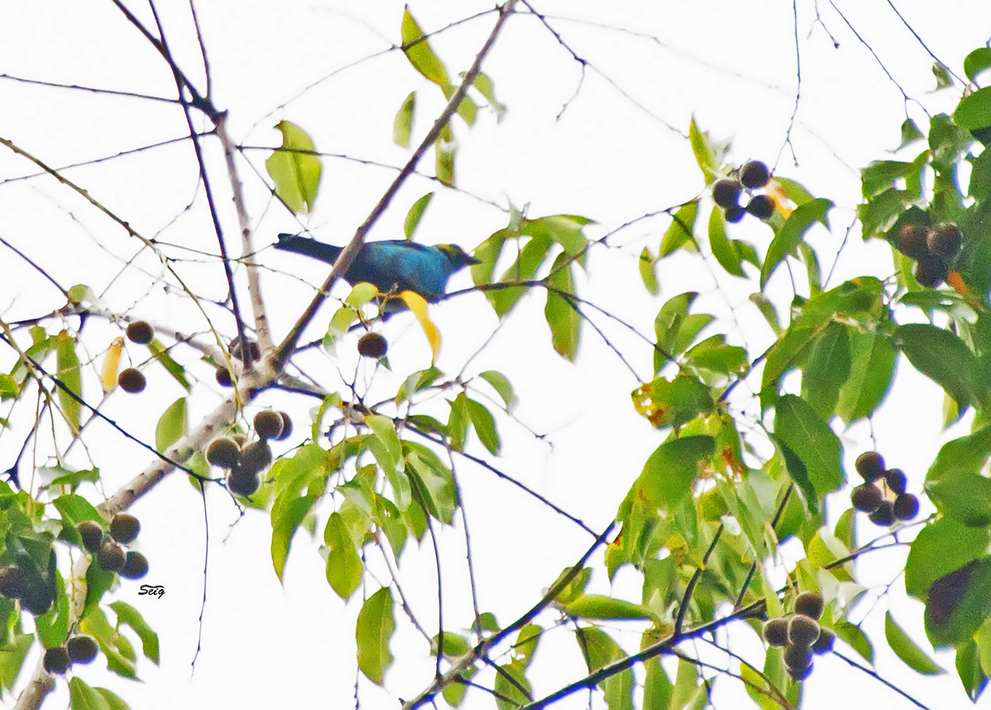 Image of Paradise Tanager