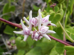 Image of Diplolepis boerhaviifolia (Hook. & Arn.) Liede & Rapini