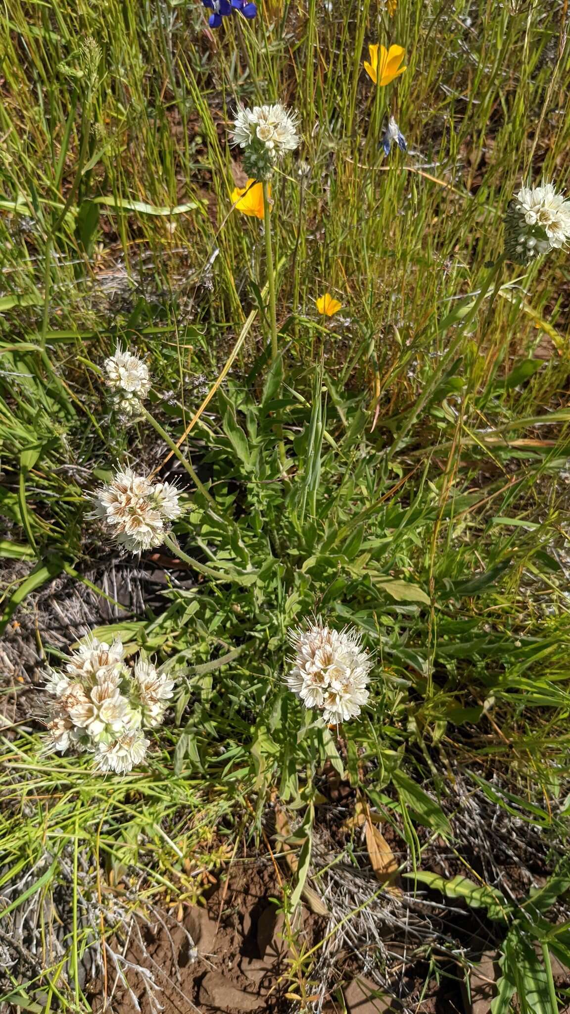 Image of Kaweah River phacelia