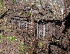 Image of Arachnocampa (Campara) otwayensis Baker 2010