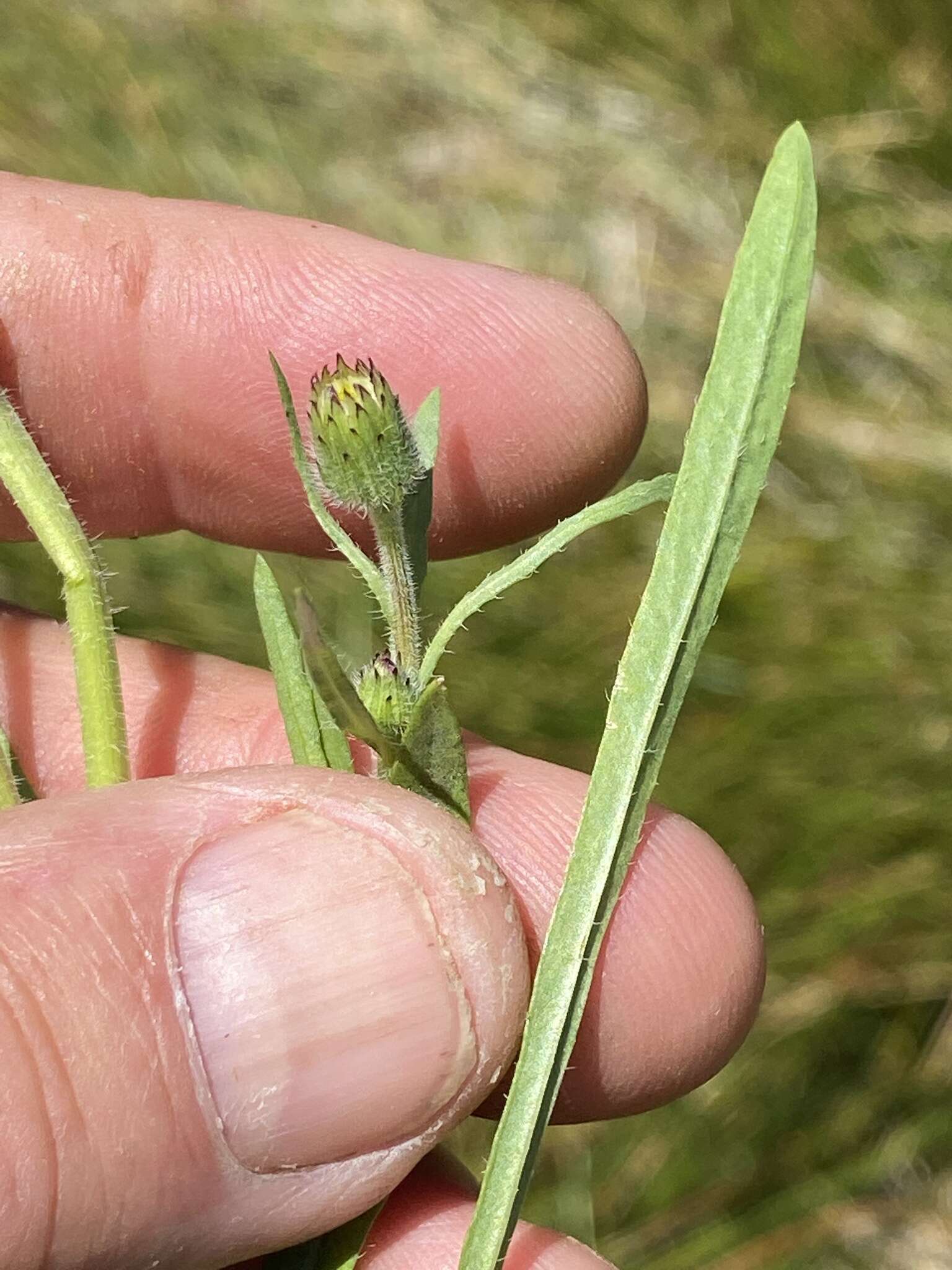 Image de Erigeron lonchophyllus Hook.