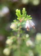 Image of Erica genistifolia Salisb.