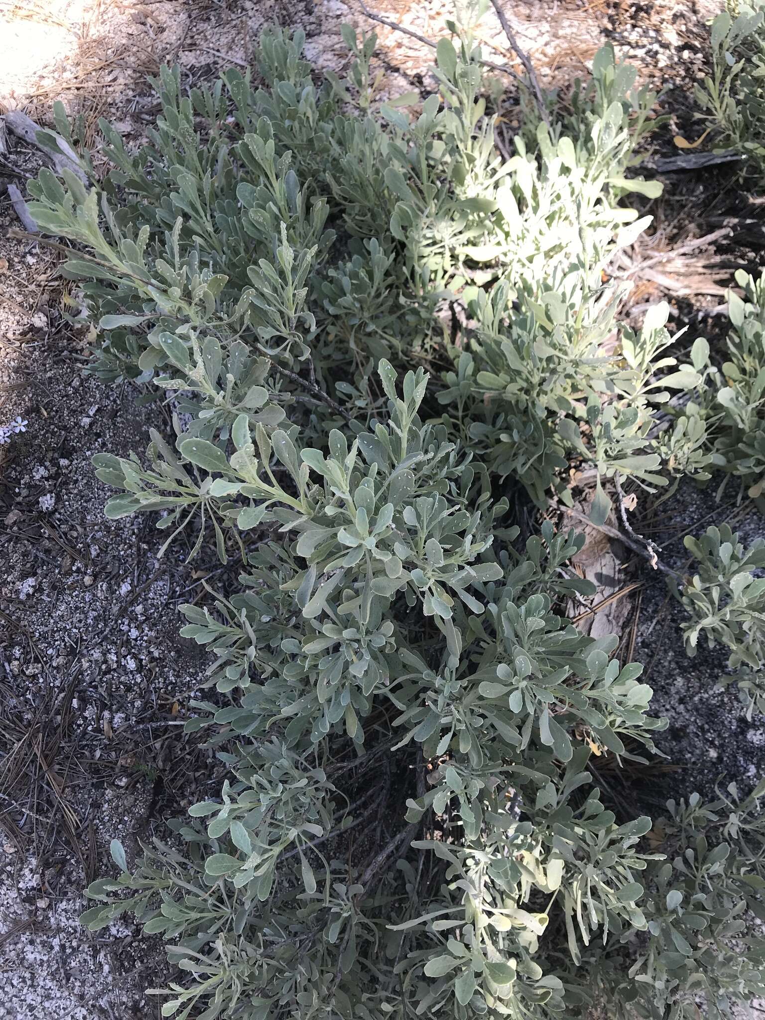 Sivun Salvia pachyphylla subsp. meridionalis R. M. Taylor kuva