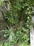 Image of Mangrove fan palm