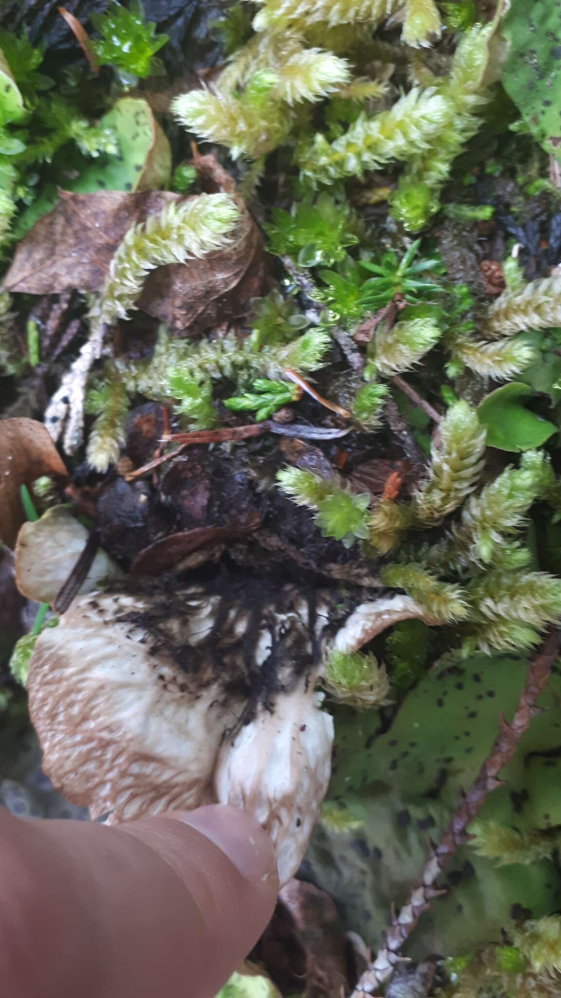 Image of British felt lichen