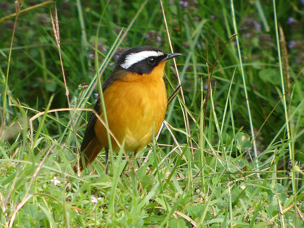 Image of Rueppell's Robin-Chat