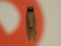 Image of Atalopsis Common 2000