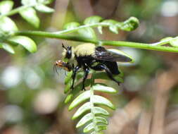 Image of Laphria virginica (Banks 1917)