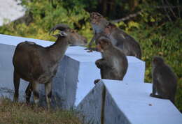 Image of Nilgiritragus Ropiquet & Hassanin 2005