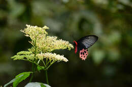 Atrophaneura horishanus (Matsumura 1910)的圖片