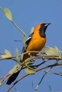 Image of Hooded Oriole