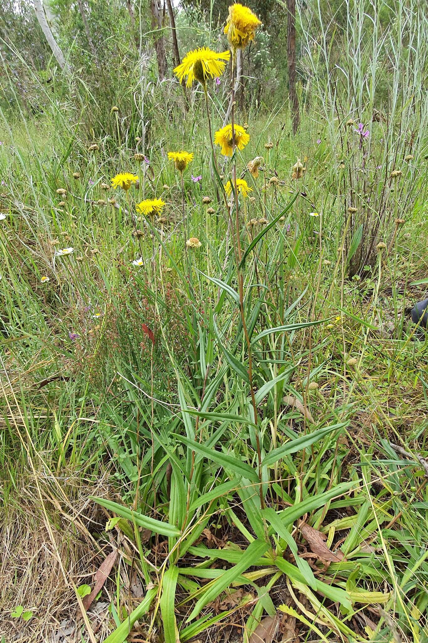 Слика од Podolepis decipiens