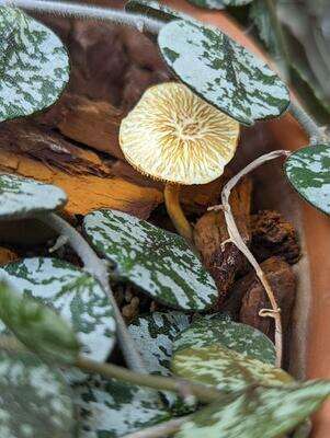 Imagem de Gymnopilus cyanopalmicola Guzm.-Dáv. 2006