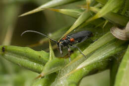 Слика од Phytoecia (Helladia) humeralis (Waltl 1838)