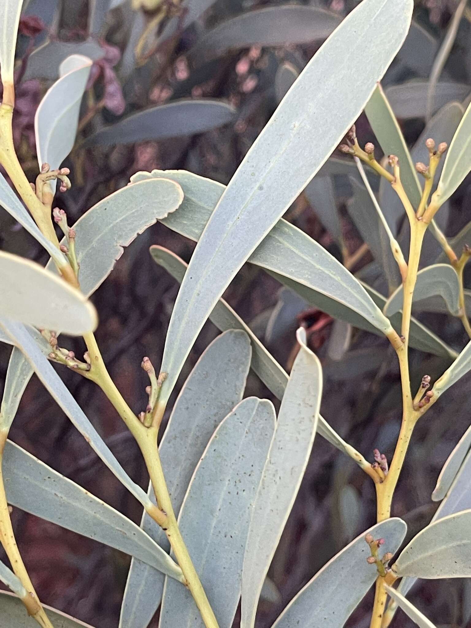 Plancia ëd Acacia notabilis F. Muell.