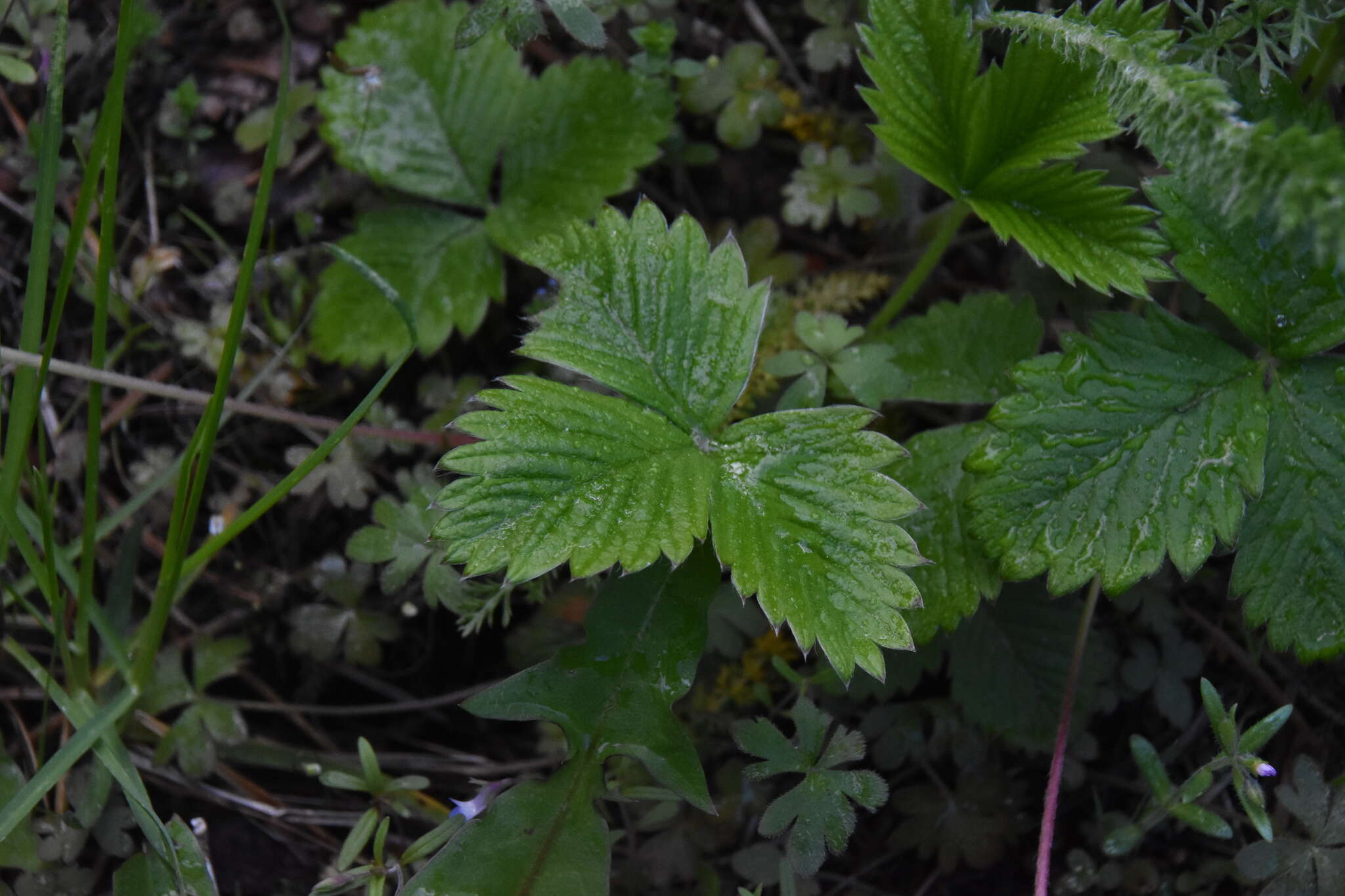 Image of Fragaria vesca subsp. bracteata (A. Heller) Staudt