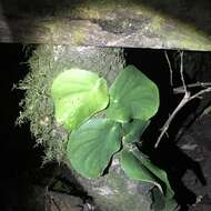 Image of Monstera tenuis K. Koch