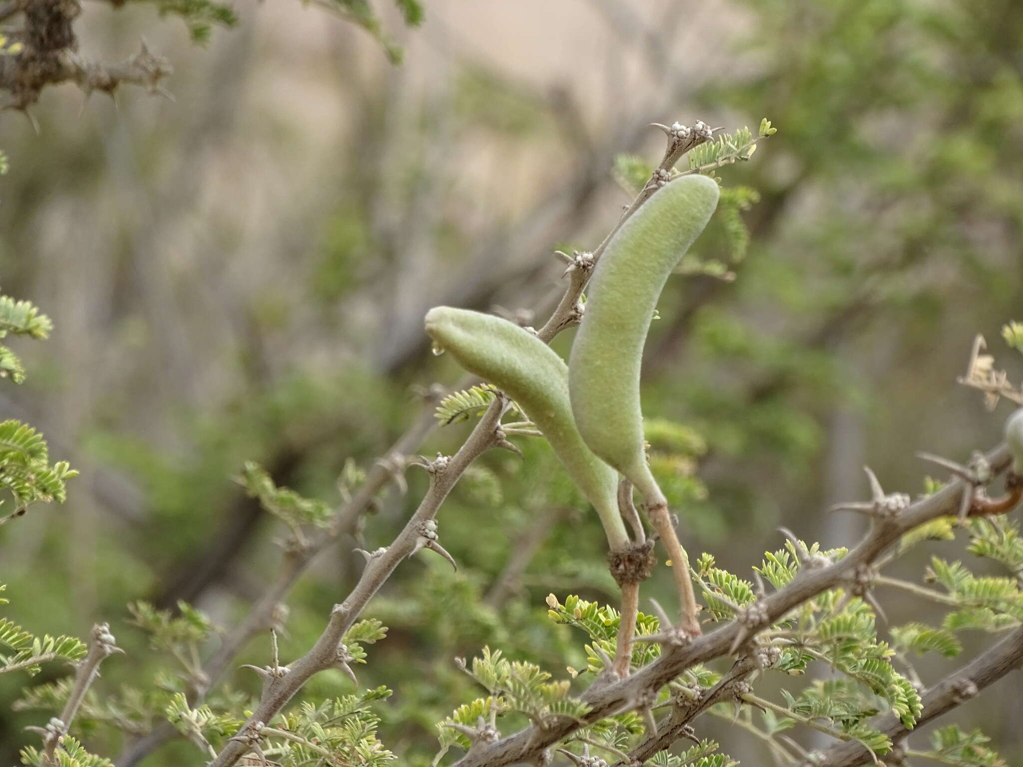 Sivun Vachellia hebeclada subsp. hebeclada kuva