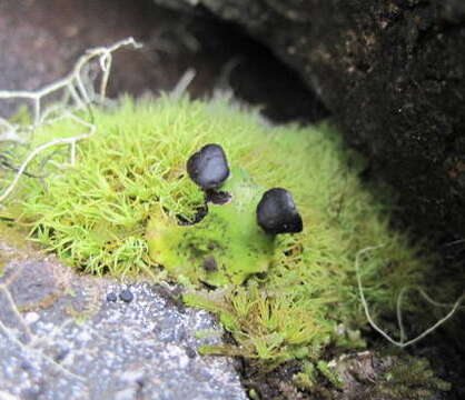 Plancia ëd Peltigera venosa (L.) Hoffm.