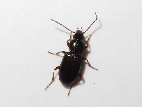 Image of Pterostichus (Phonias) strenuus (Panzer 1796)