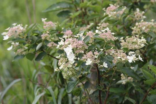 Image of panicled hydrangea