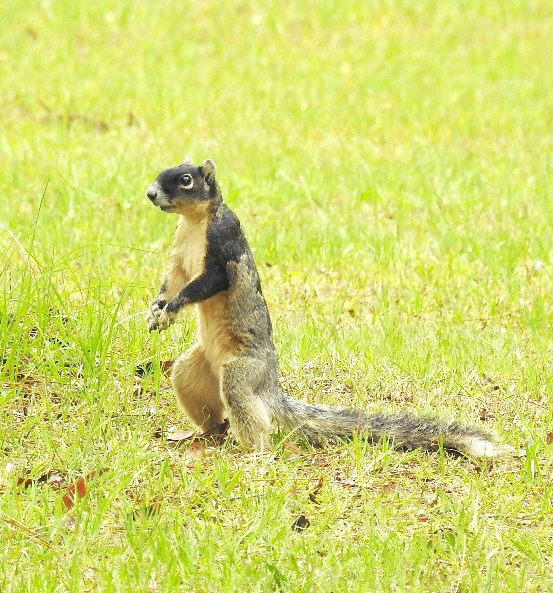 Image of Sherman's fox squirrel